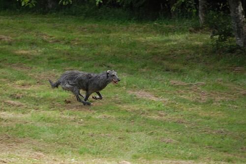 Deerhound Scottish