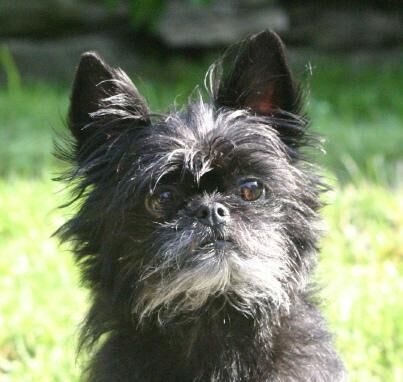 Affenpinscher