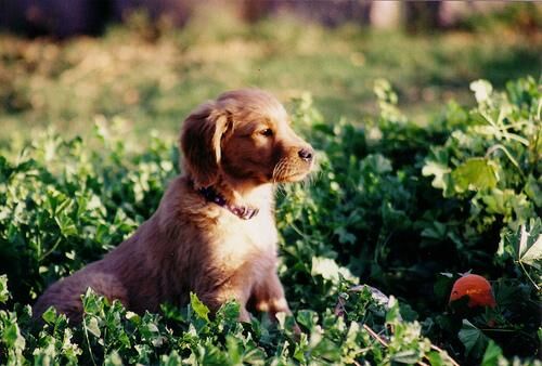 Retriever Golden