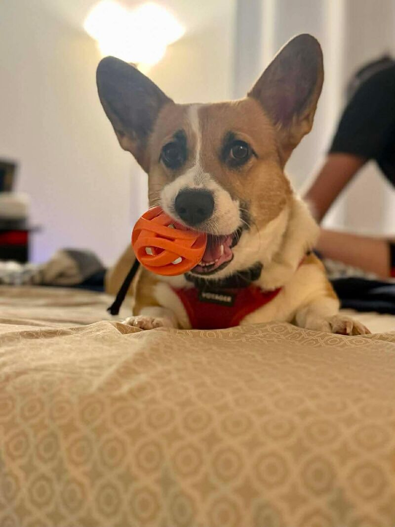 Small dog, big game energy