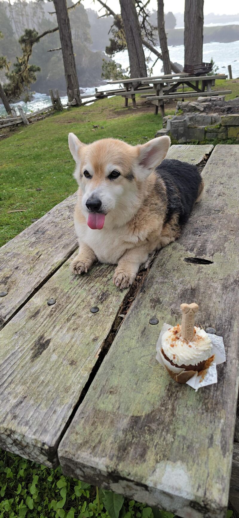 My baby boi just turned 15