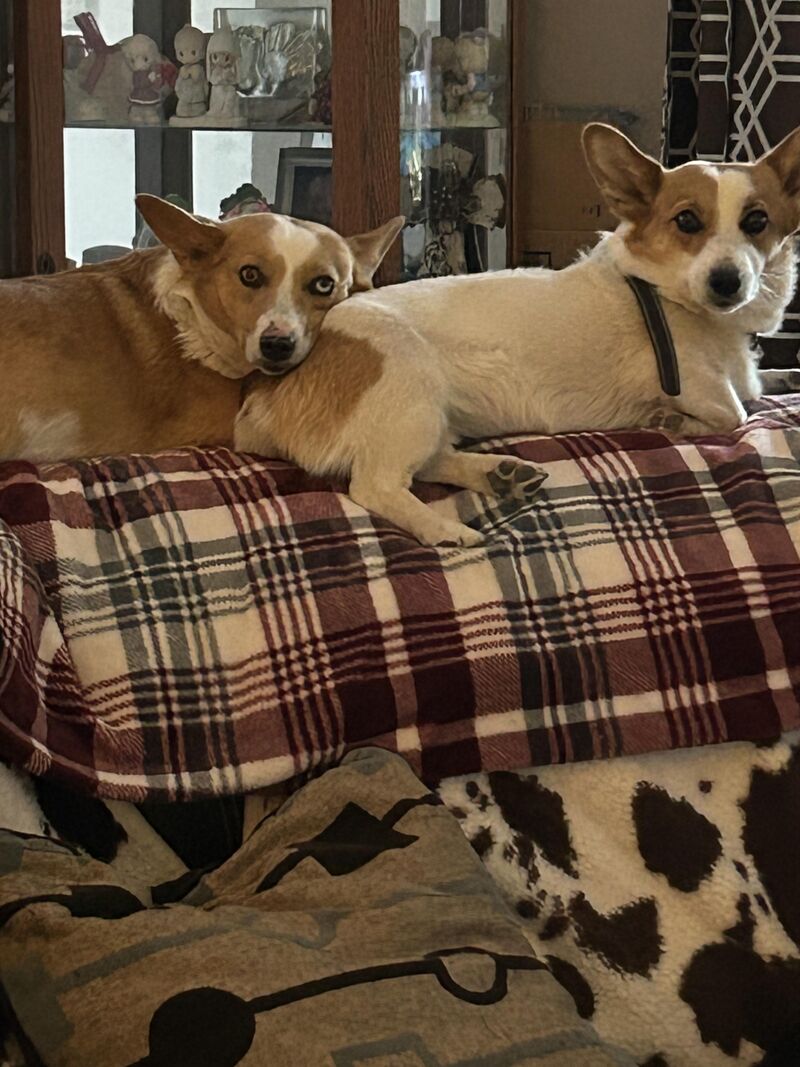 Busy day at the ranch, best helpers I have.