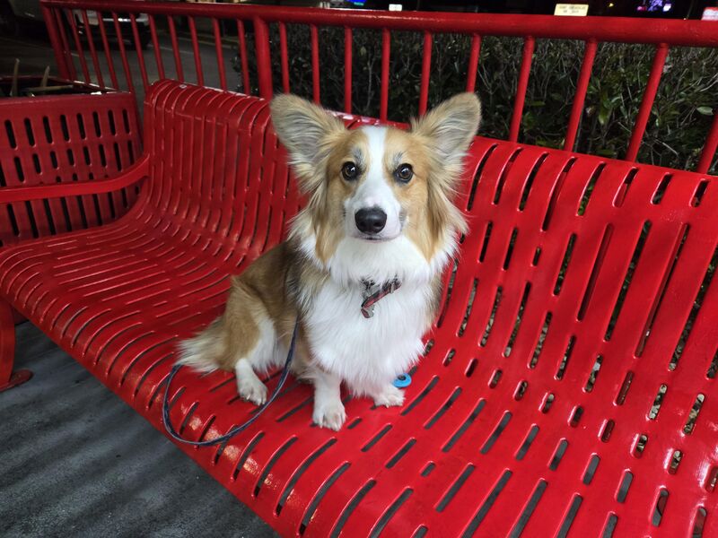 The face of a dog who tried (and failed) to vault himself through the Bruster's window for his pup cup.