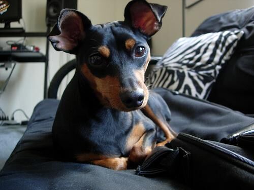 Pinscher Miniature