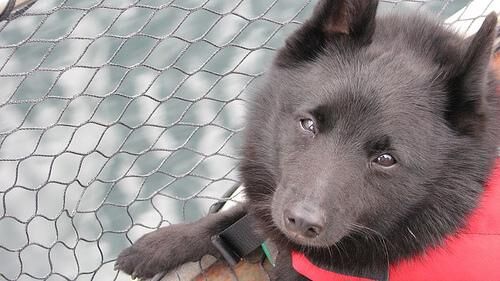 Schipperke