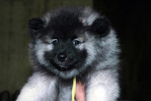 Keeshond