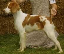 Spaniel Brittany