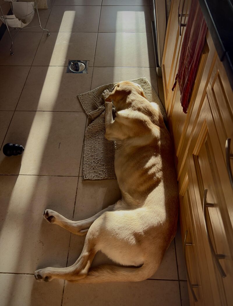 This guy just cat sat away from the sun 🌞 🐕