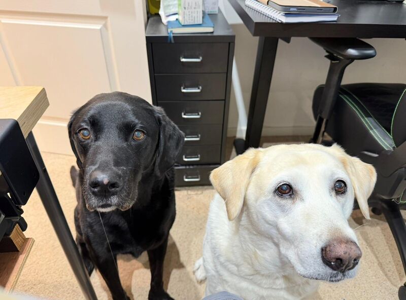 Life in the old dogs yet