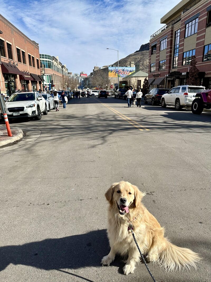 Goldens in Golden!