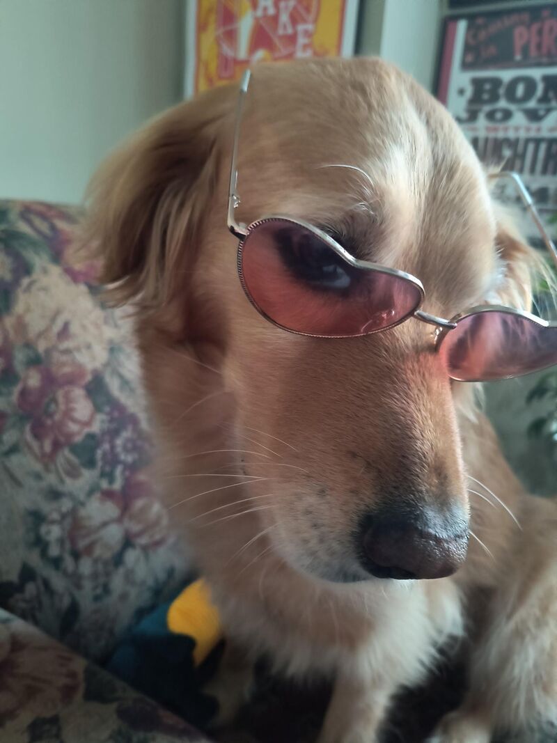 Osa turned 6 and she’s already showing signs of being middle aged.