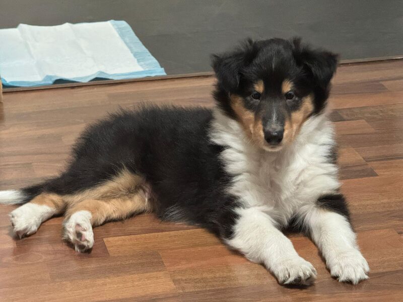 New four-legged member.