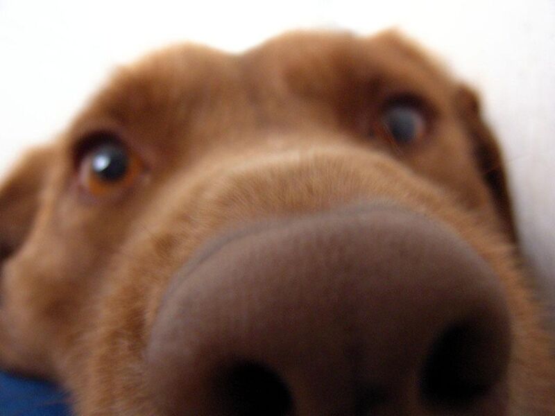 Phaedrus: The most important thing for a dog? Its nose!