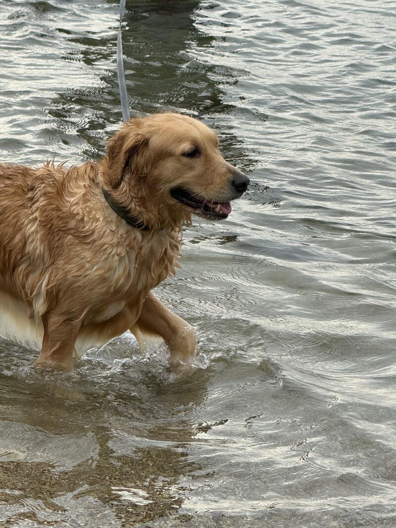 our dog swimming