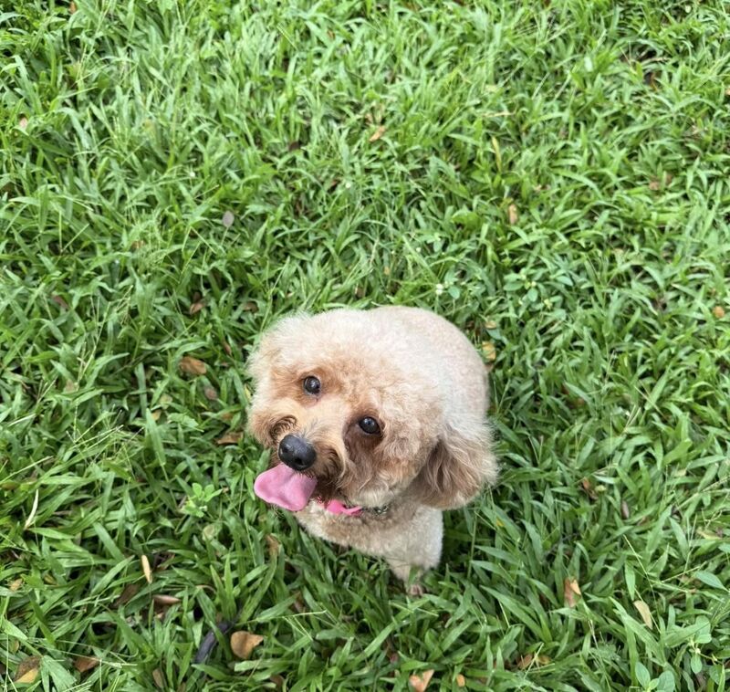 Puppy on grass