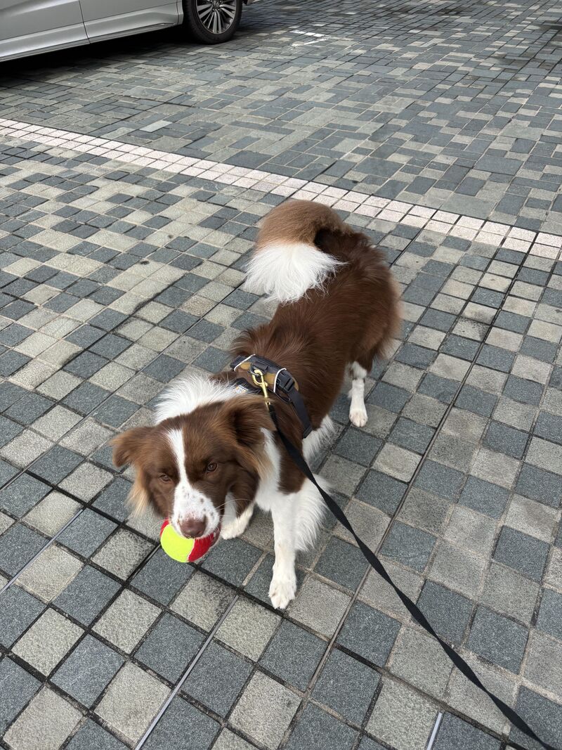 Meet mocha, guess her age :)