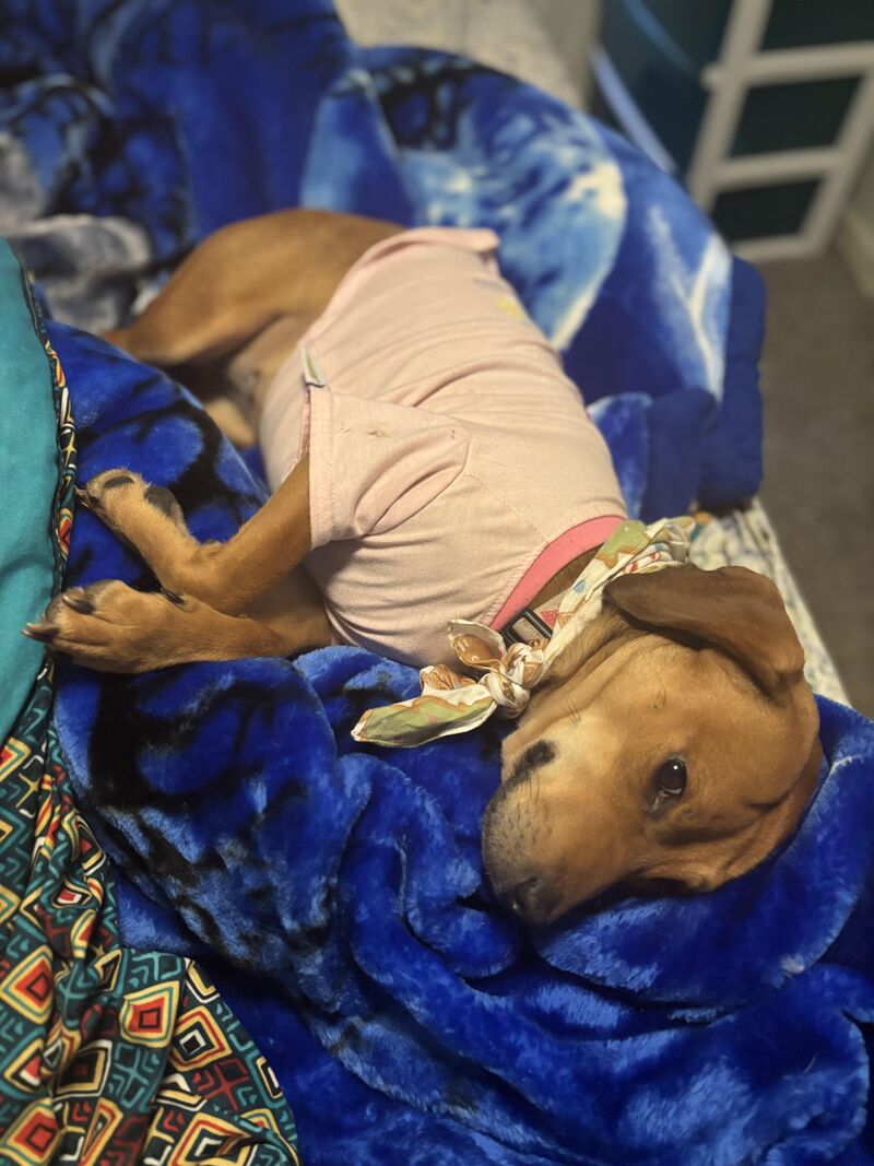 1/2 Beagle 1/2 Jack Russel little idiot named Darlene