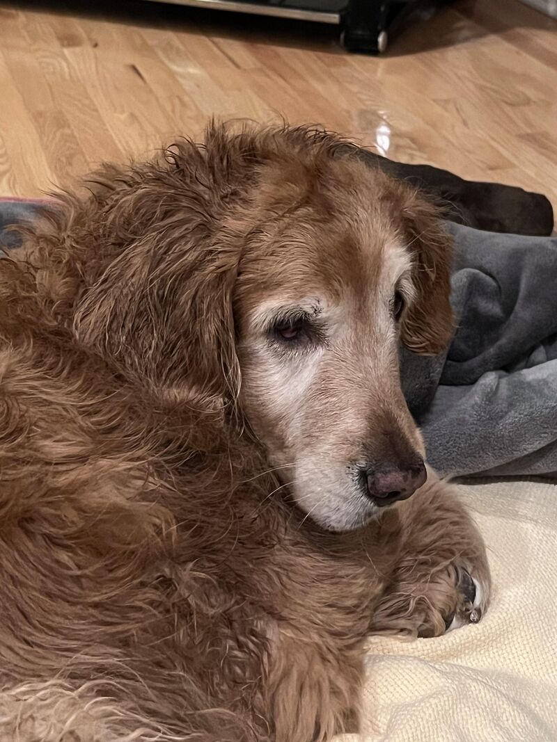 The humans betrayed me with a bath. Revenge coming -Maddie