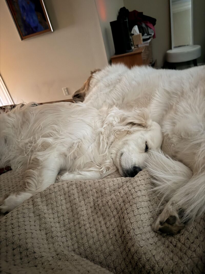 Our girl snuggling with her big brother.