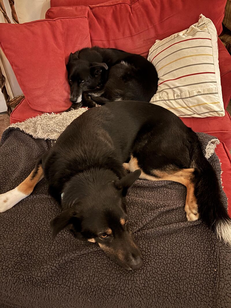 After 2 1/2 years, they both were up on the chair at the same time tonight. Bear has been too polite to try, but this time he was there first and Beulah hopped up to her preferred spot.