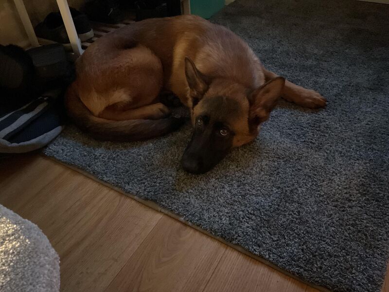 So uh I’m not trying to offend anyone in this post but how do you get your dog to stop being racist?