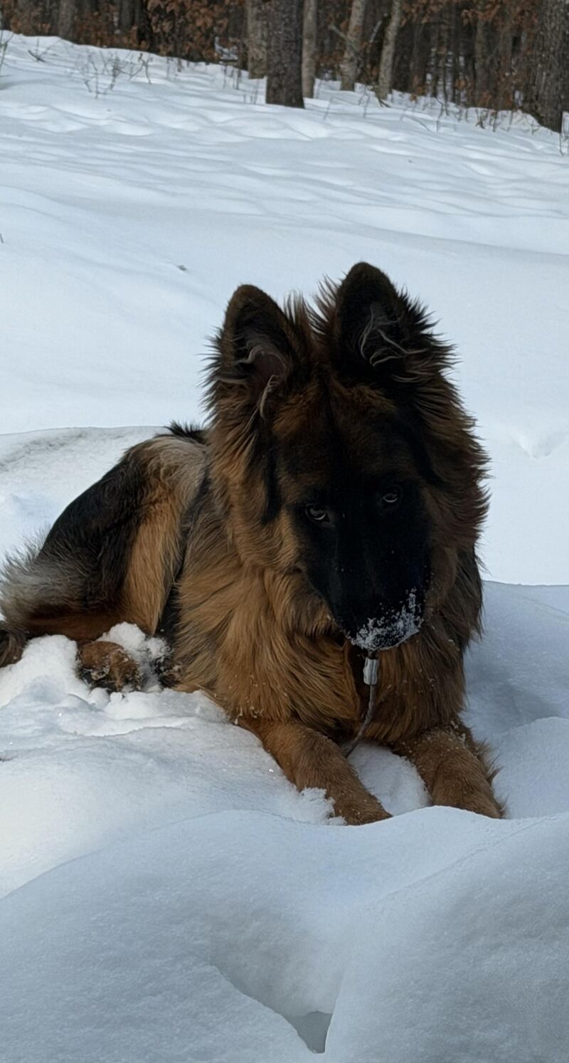 8 month old puppy nipping husband only