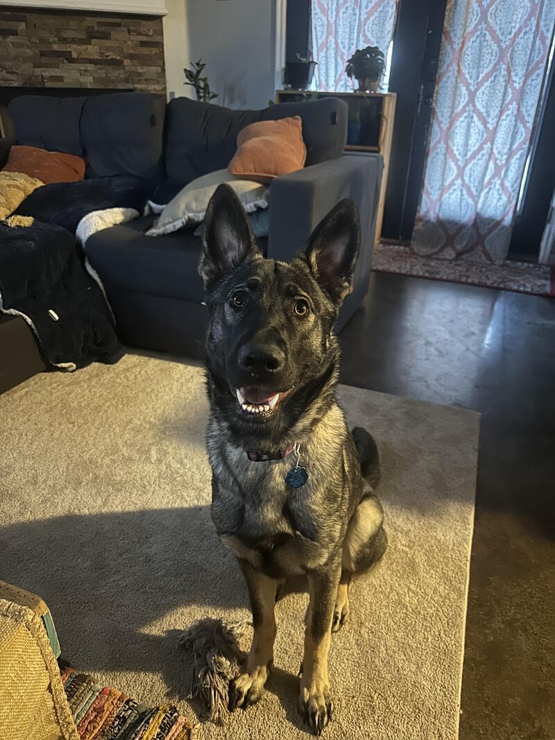 Coffee and fetch on a Sunday morning