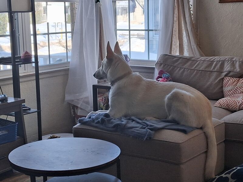 Waiting for the family to come home.