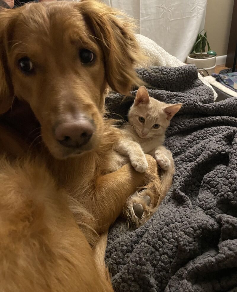 Keepin’ my kitten warm during power outage.