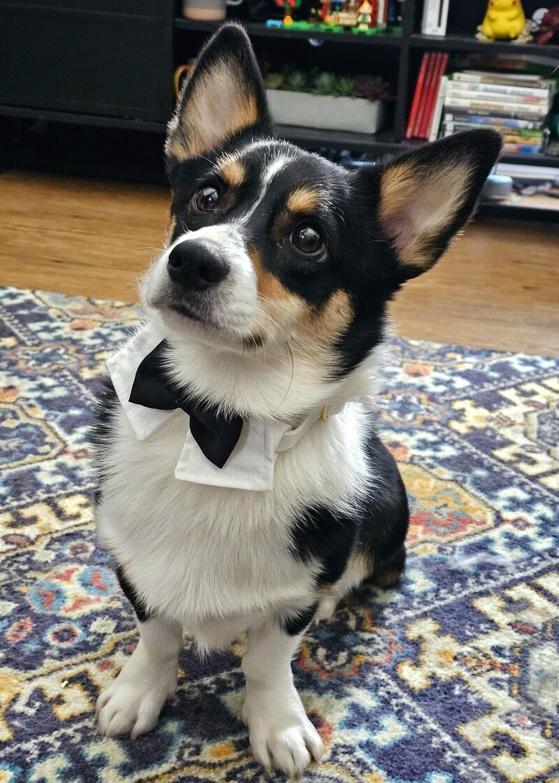 [OC] My fiance got our boy Teddy a dapper lil outfit to be in our wedding later this year. 🐧
