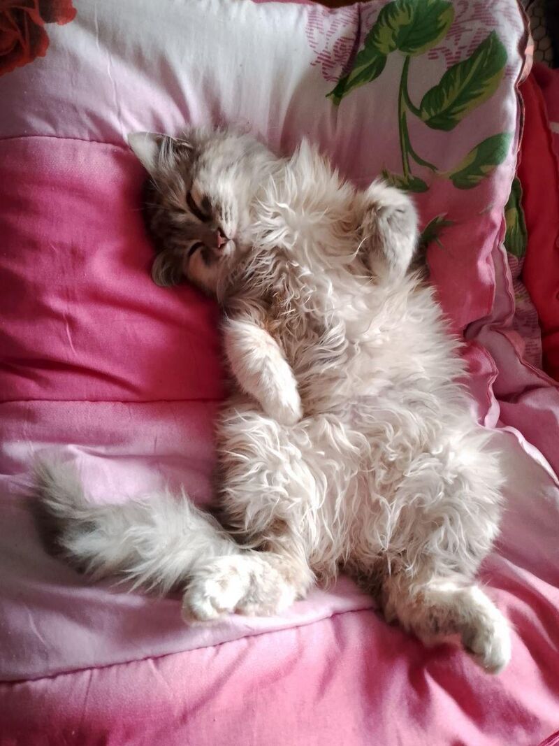 This cat makes me admire her every day