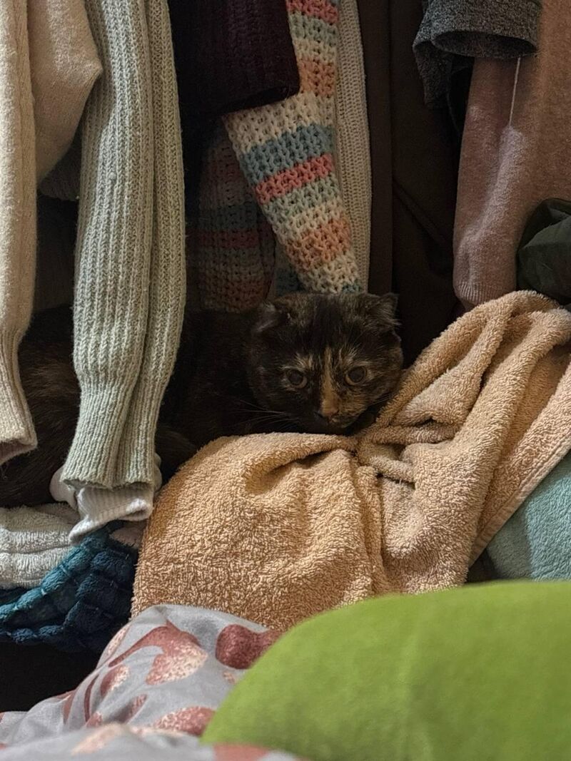 I was looking for clothes… found a cat instead.