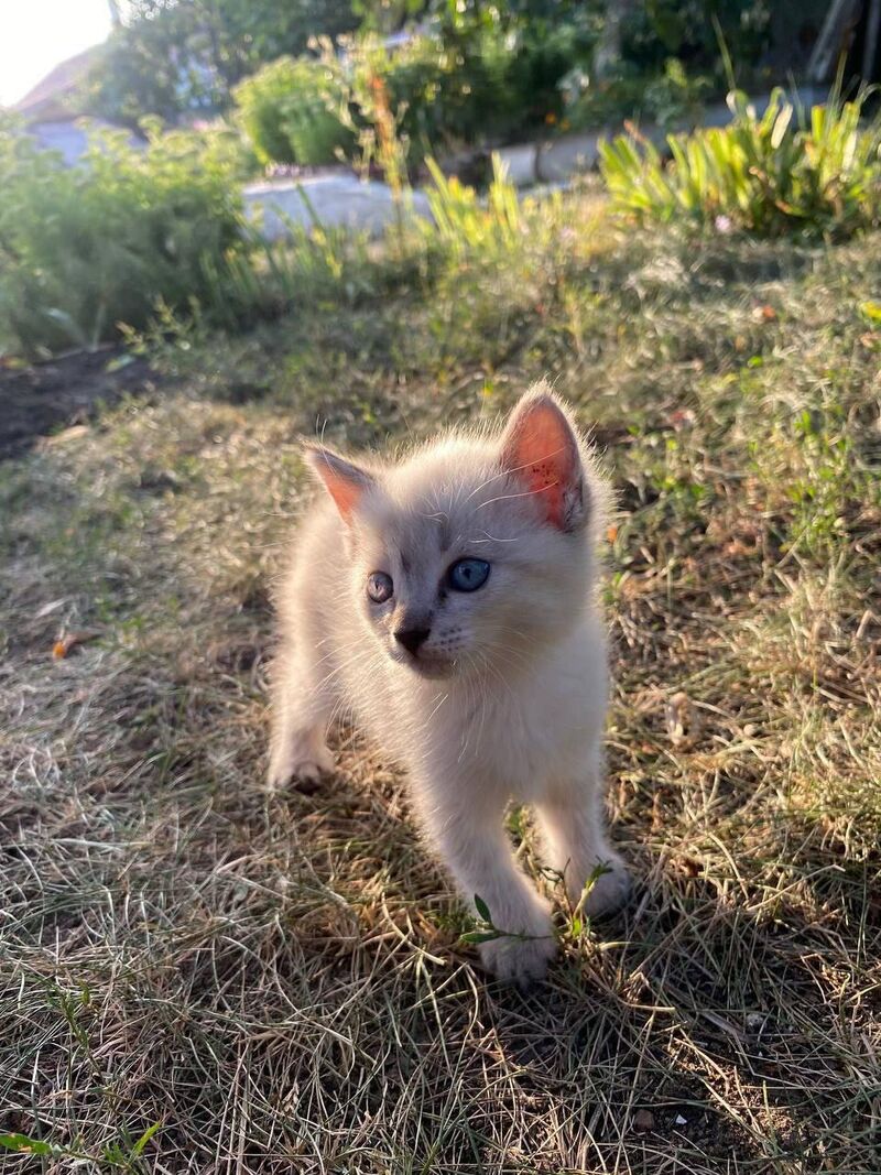 Gentle ray of sunshine