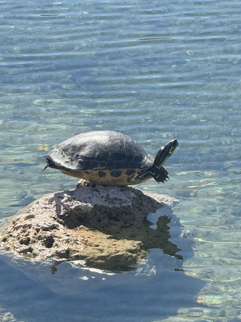 Soaking up the sun with maximum exposure :)