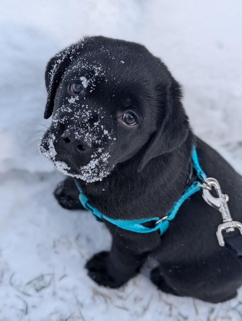Rocky is now 8 weeks old and came home with us yesterday. He didn't mind the snow one bit!
