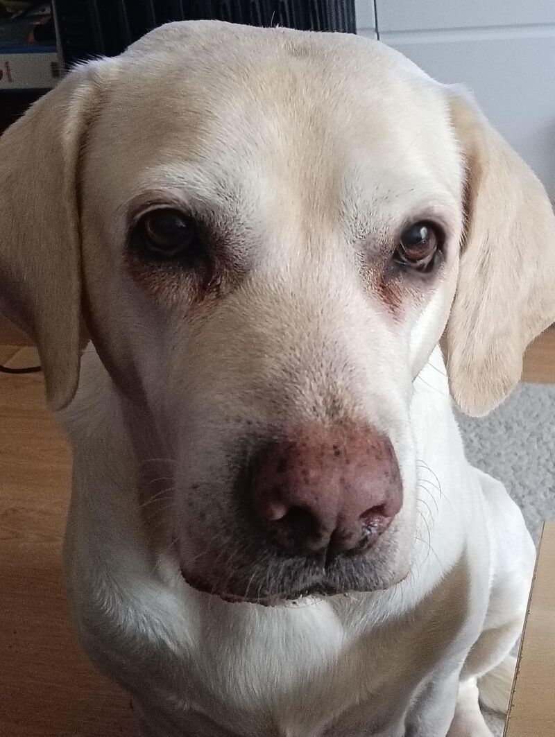 Babushka, repeat offender. Torn ear cartilage AGAIN.