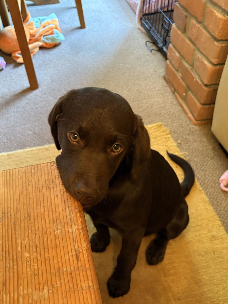 If not chew toy, why chewable?