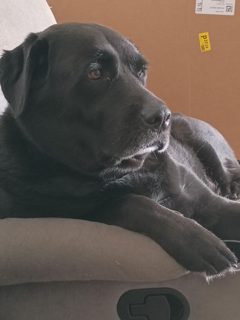 Handsome alert, Chino could use some love 😎