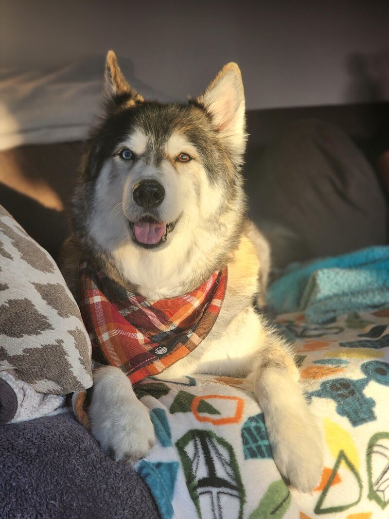 I lost my soul of 13 years this week.I just wanted to share a photo of jack.