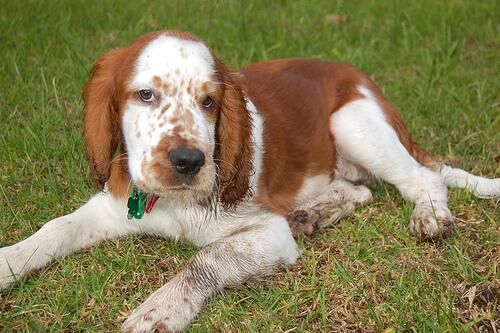 Spaniel Welsh