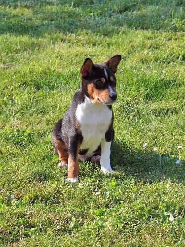 Basenji