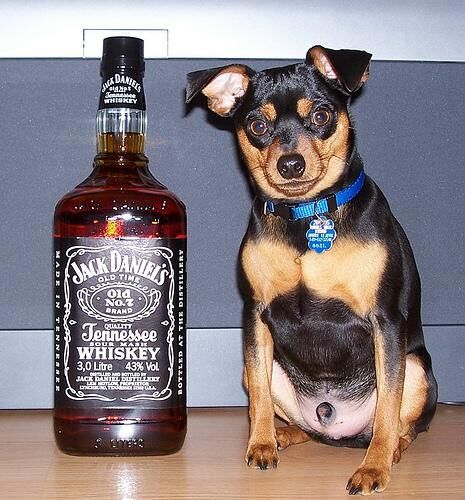 Pinscher Miniature