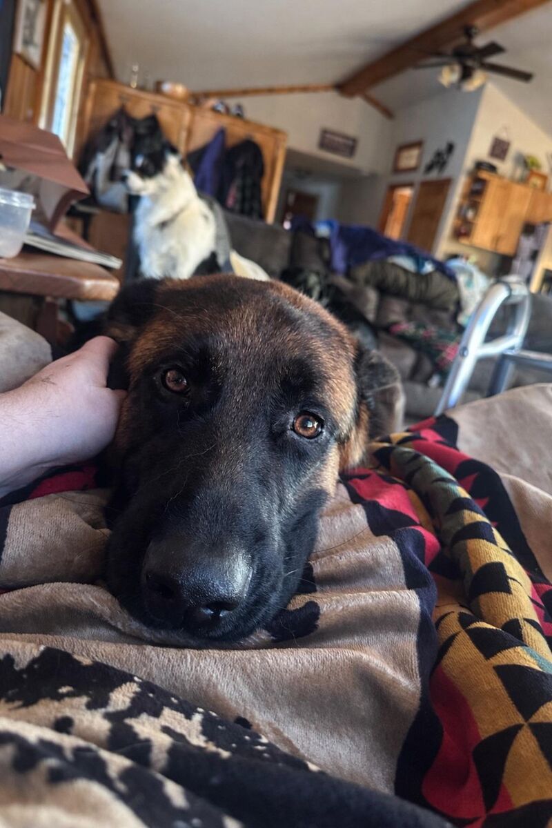 How my German Shepherd looks at me 4 days after ACL/Meniscus surgery