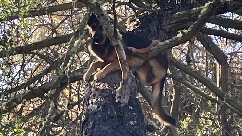 Wonder why they couldn't find her; dog found 30 foot up a tree