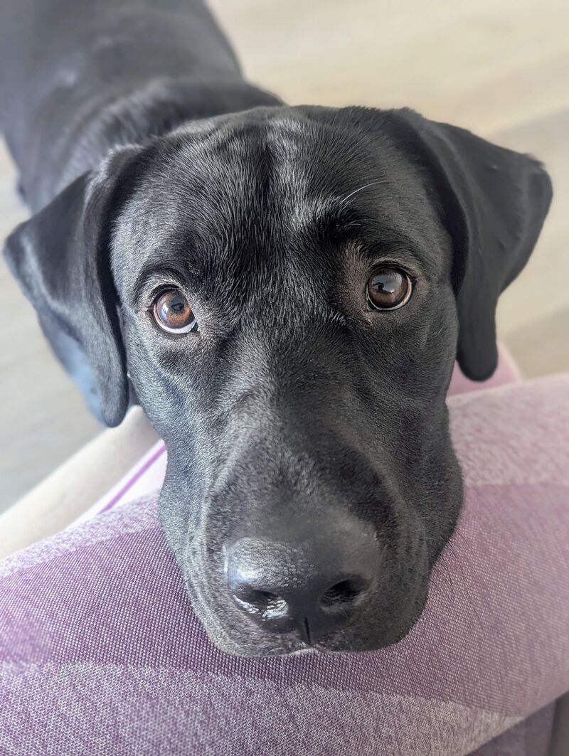 Mommy, can I have another treat?