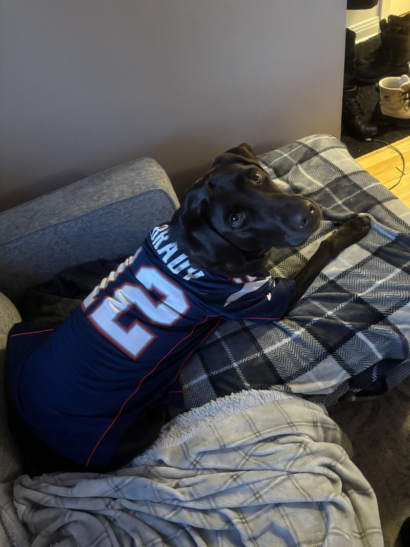 Bowie is going for the Patriots! Enjoy the Super Bowl!