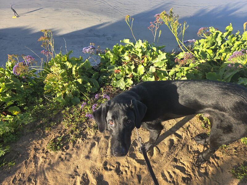 Spirit - halfway in his run this am