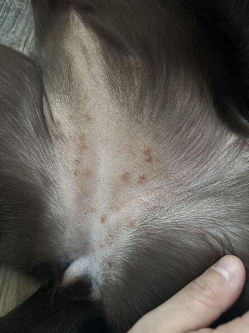 This rash is on my puppy’s skin on her stomach. Any idea what it could be? - have not changed foods.