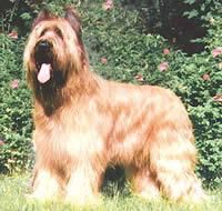 Briard