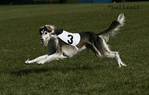 Saluki